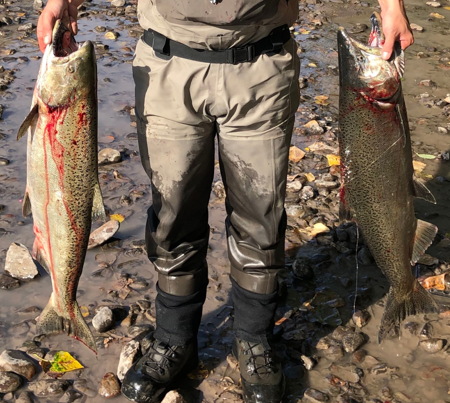 Flossing for Salmon for the first time Puyallup River of Western Washington