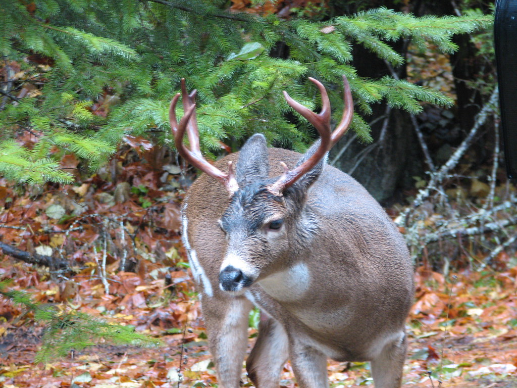 Blacktail Hunting in Washington State Part One of Two